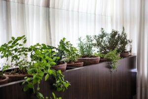 Comece uma Mini Horta com Pouco Espaço e Muito Sabor