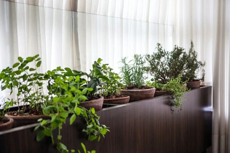Comece uma Mini Horta com Pouco Espaço e Muito Sabor
