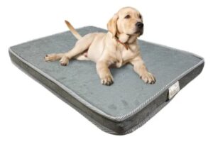 Como Organizar a Rotina de Cuidados com Pets Idosos